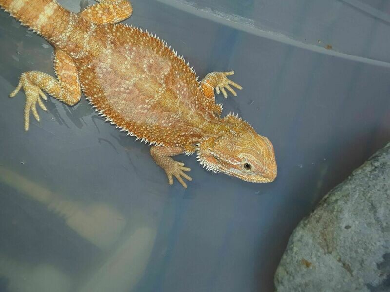 Male Hypo Het Trans Bearded Dragon
