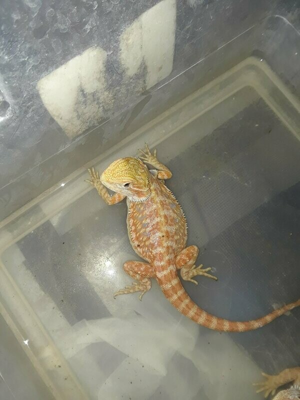 MALE Red Citrus Hypo Het Trans Bearded Dragon