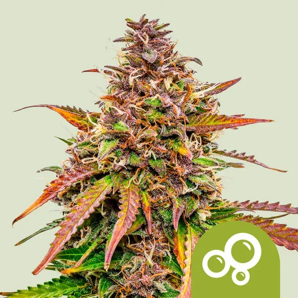 Bubble Kush Automatic 1 Seed - Royal Queen Seeds -