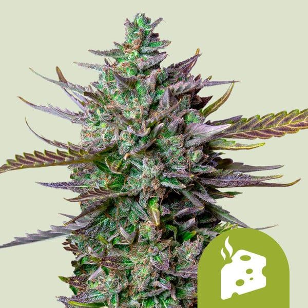 Blue Cheese Automatic 1 Seed - Royal Queen Seeds -