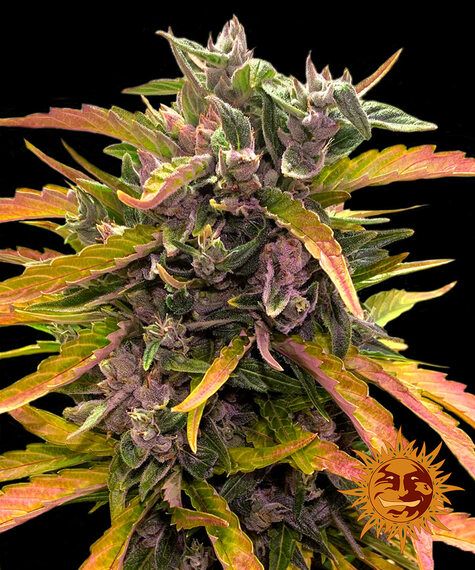 Gorilla Glue Automatik 3 Seeds - BARNEYS FARM -