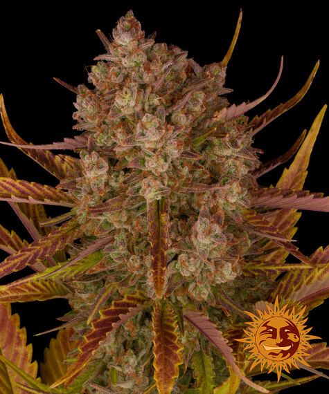 Dos Si Dos Automatik 3 Seeds - BARNEYS FARM -