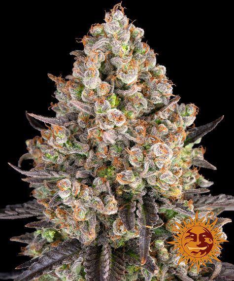 OG Kush Automatik 1 Seed - BARNEYS FARM -