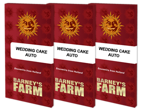 Wedding Cake Automatik 3 Seeds - BARNEYS FARM -