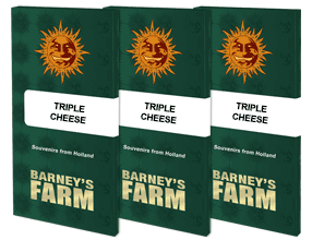 Tripple Cheese feminisiert 3 Seeds - BARNEYS FARM -