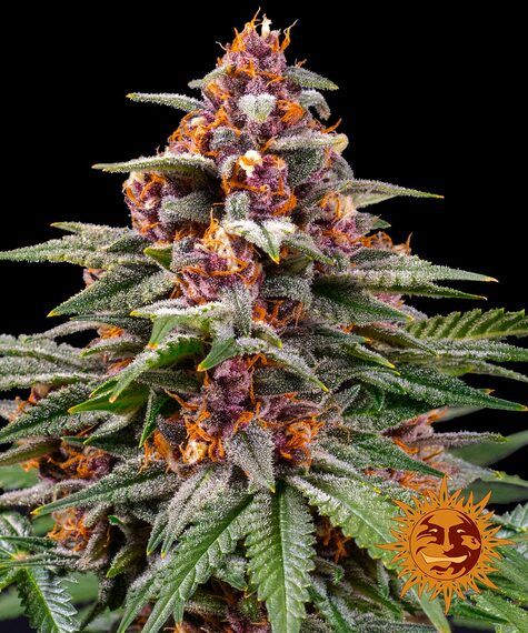 Runtz Automatik 3 Seeds - BARNEYS FARM -