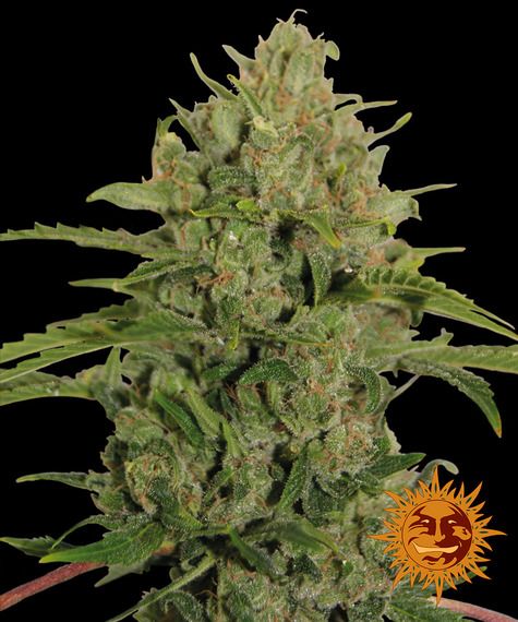 Tripple Cheese feminisiert 3 Seeds - BARNEYS FARM -