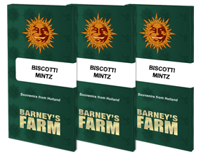 Biscotti Mintz feminisiert 1 Seed - BARNEYS FARM -