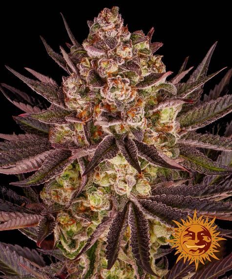 Biscotti Mintz feminisiert 1 Seed - BARNEYS FARM -