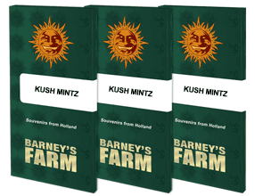 Kush Mintz feminisiert 1 Seed - BARNEYS FARM -