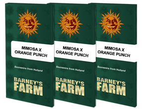 Mimosa x Orange Punch feminisiert 3 Seeds - BARNEYS FARM -