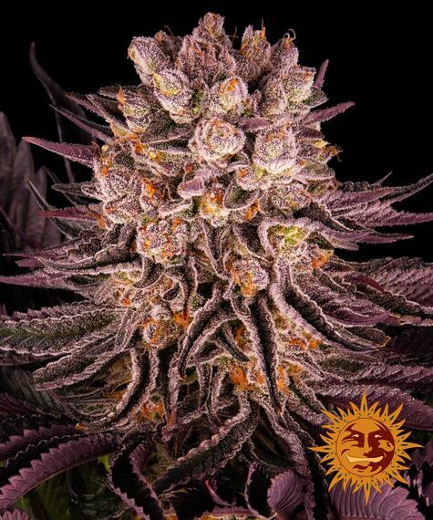Mimosa x Orange Punch feminisiert 3 Seeds - BARNEYS FARM -