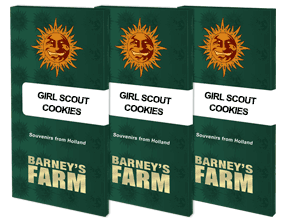 Girls Scout Cookie feminisiert 3 Seeds -BARNEYS FARM -
