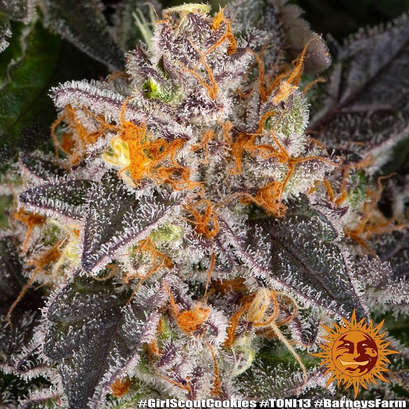 Girls Scout Cookie feminisiert 3 Seeds -BARNEYS FARM -