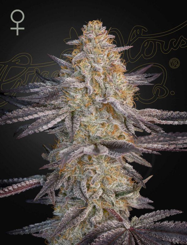 Super Lemon Haze x RS11 5 Seeds - Green House Seeds Co. -