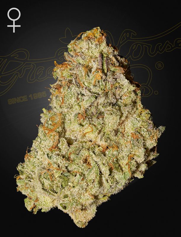 Super Lemon Haze x GMO 5 Seeds - Green House Seeds Co. -