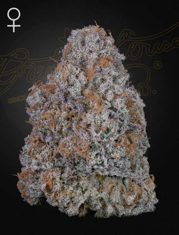 Super Lemon Haze x RS11 5 Seeds - Green House Seeds Co. -