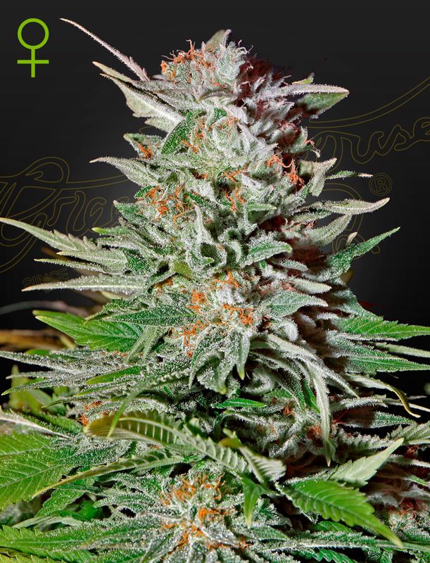 Super Lemon Haze Automatik 5 Seeds - Green House Seeds Co. -