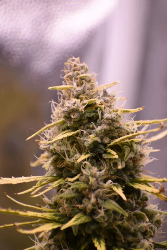 Amnesia Zkittlez automatik 3 Seeds - 420 FastBuds -