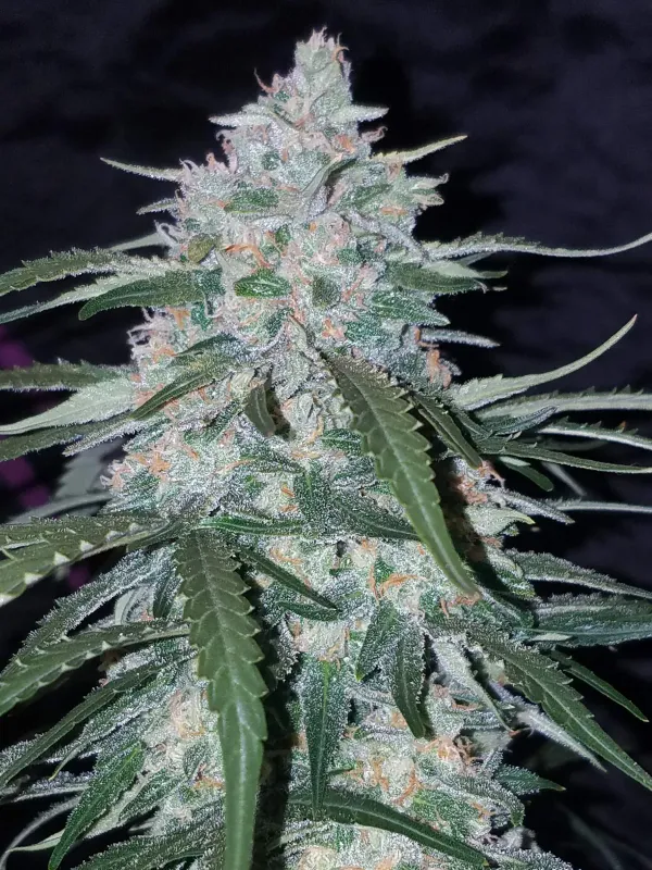 Pineapple Express automatik 3 Seeds - 420 FastBuds -