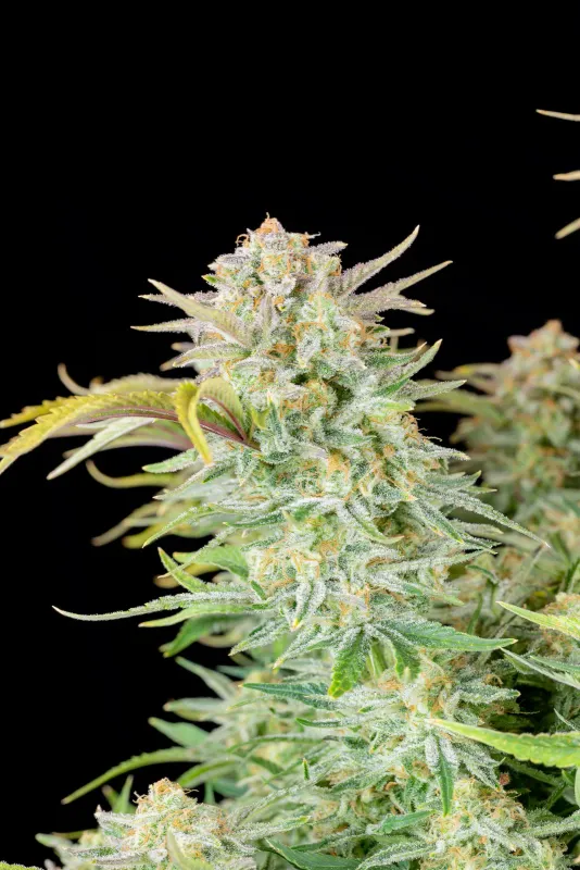 Bruce Banner automatik 3 Seeds -420 FastBuds -