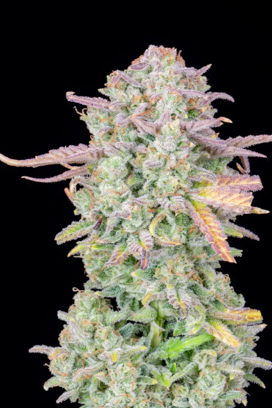 Trainwreck automatik 3 Seeds -420 FastBuds -