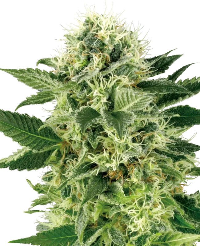 Northern Lights feminisiert 3 Seeds - Sensi Seeds -