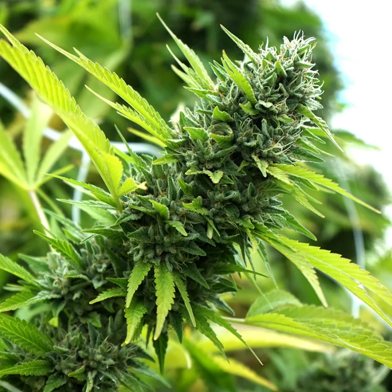 Banana Sapphire 3 Seeds - Humboldt Seed Organization -