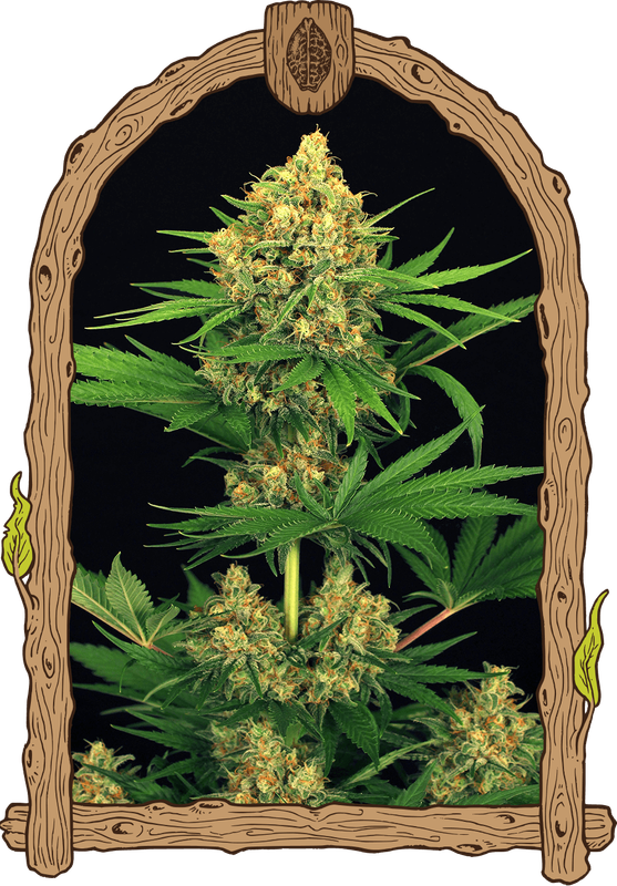 Tangerine Kush feminisiert 3 Seeds - Exotic Seeds -