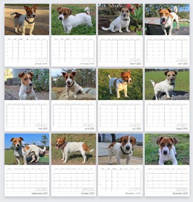 2025 DND Jack Russell Photo Calendar