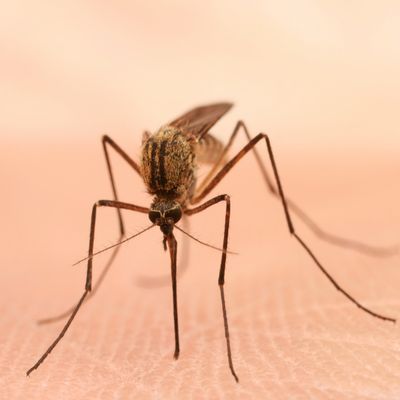 Mosquitoes