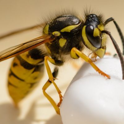 Wasps