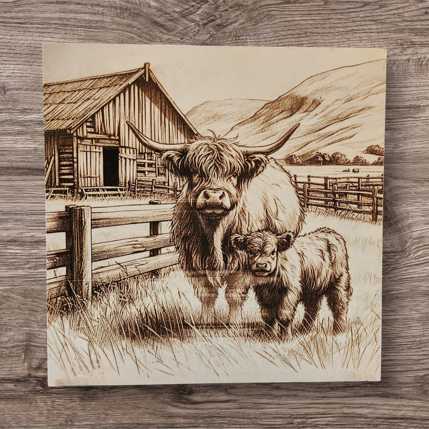 Highland cuteness