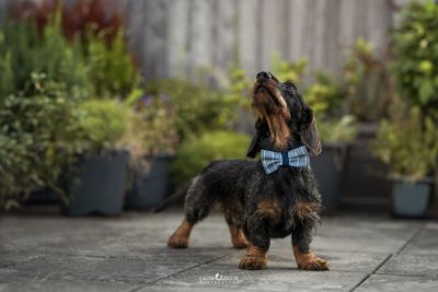 Collier Nœud pour chien