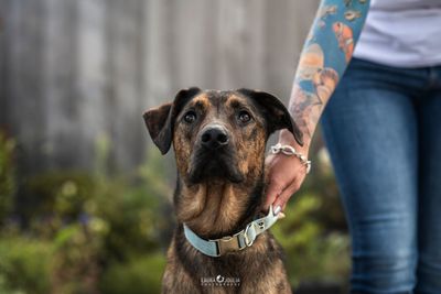 Collier pour chien