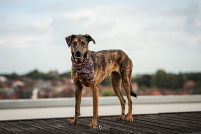 Bandana pour chien