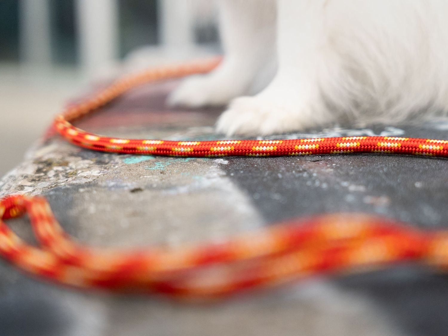 Laisse en para corde pour lapin