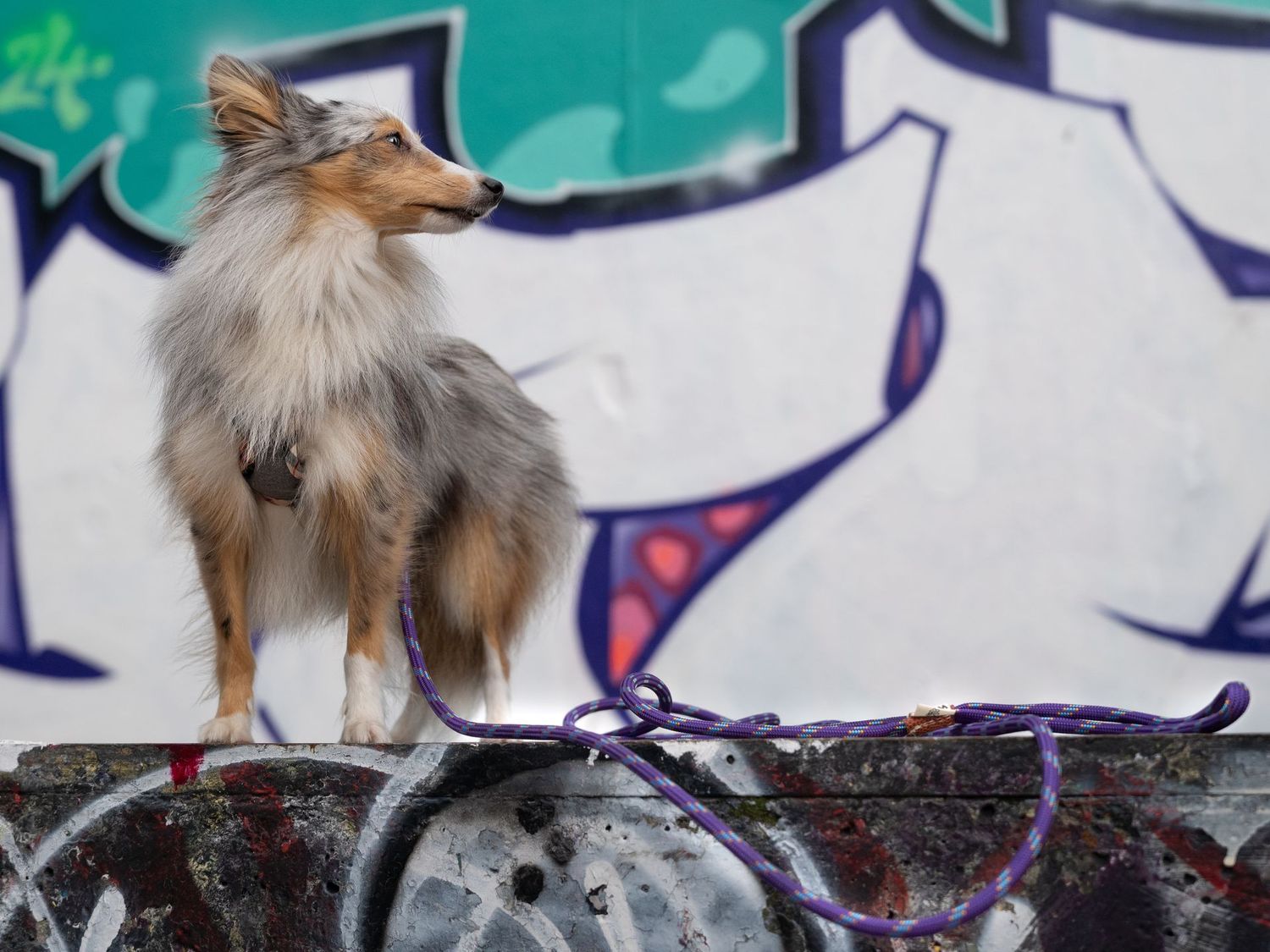 Longe en para corde petit chien & chat