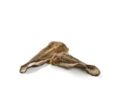 Oreille de biche à poil