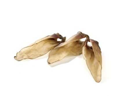 Oreille de veau sans poil taille M