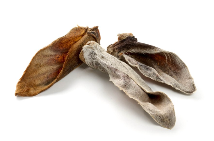 Oreille de veau à poil