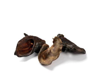 Oreille de sanglier à poil