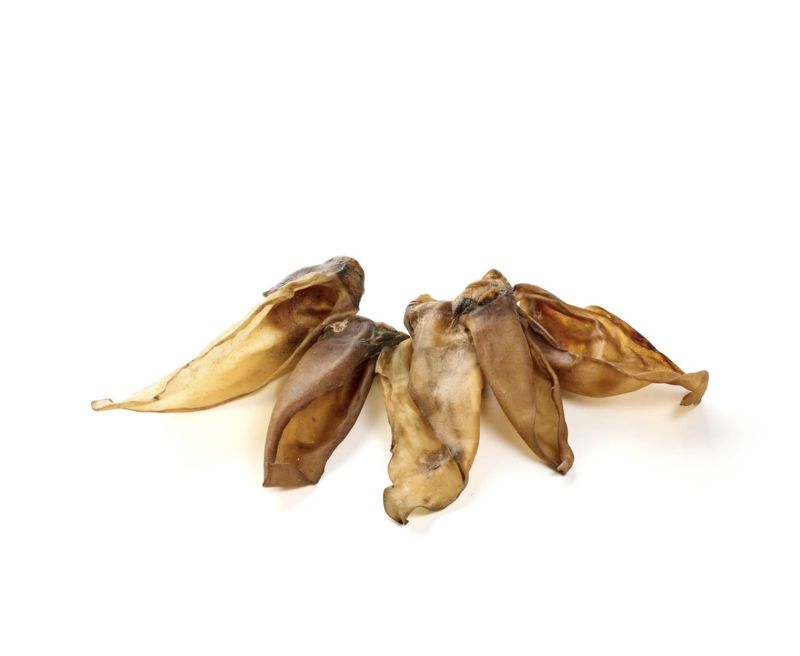 Oreille de cerf sans poil