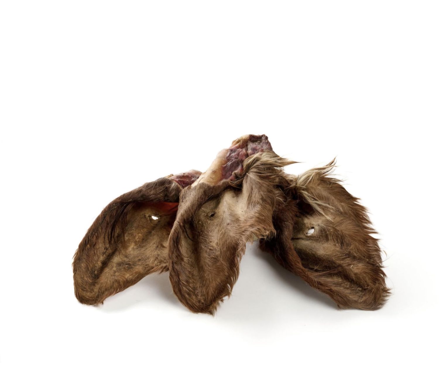 Oreille de bœuf à poil