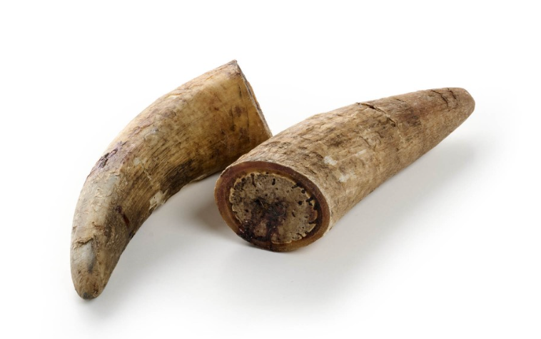 Corne de Bœuf