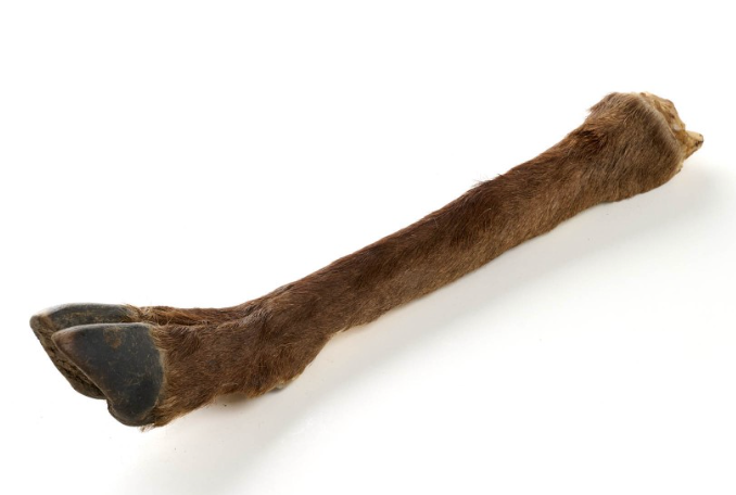 Bas de Patte de Cerf avec Poils