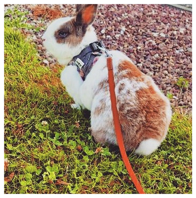 Harnais T-Shirt pour lapin