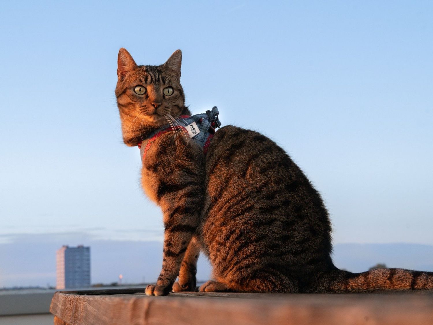 Harnais T-Shirt pour chat