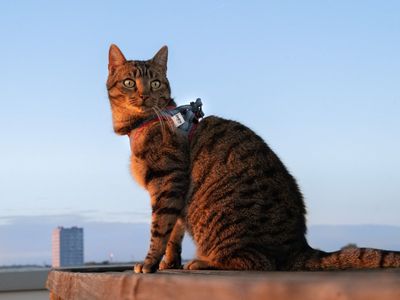 Harnais T-Shirt pour chat