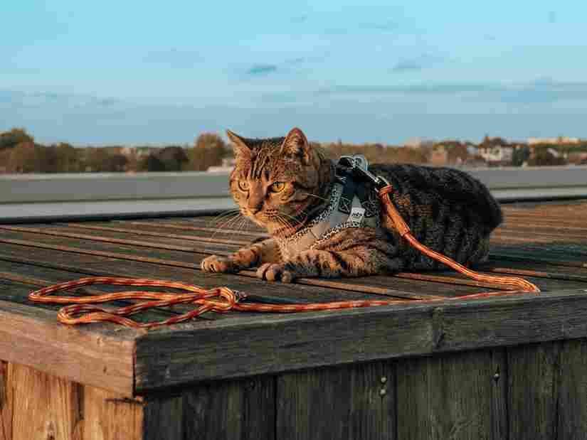 Laisse en para corde pour chat